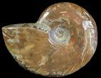 Flashy Red Iridescent Ammonite - Wide #66635-1